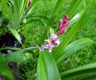 Muguet chinois